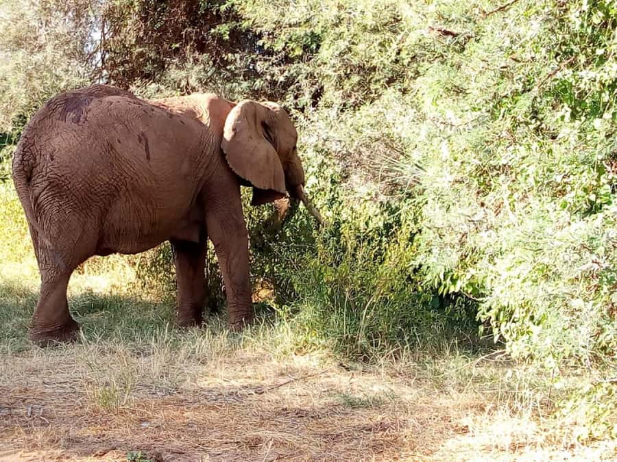 Dar el Salam: Full-Day Mikumi National Park Tour - Key points before you book