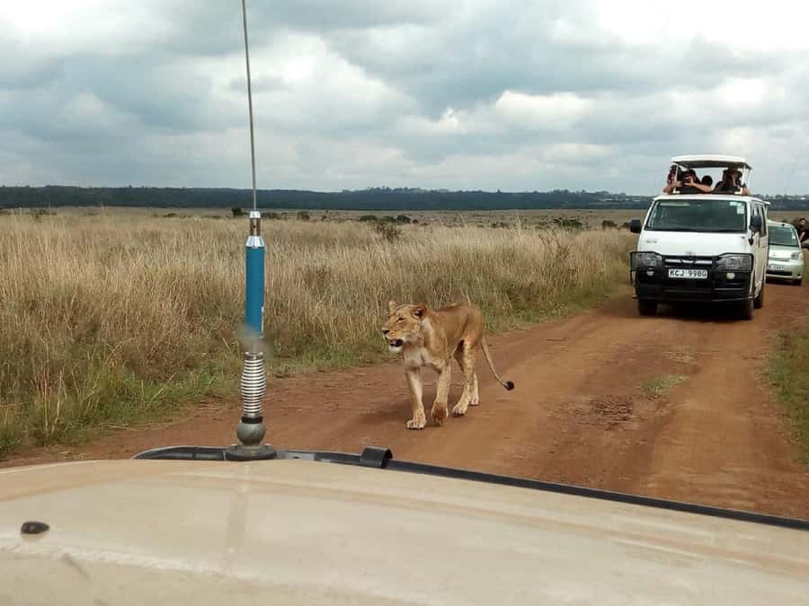 Dar el Salam: Full-Day Mikumi National Park Tour - Why Mikumi works as a safari from Dar es Salaam