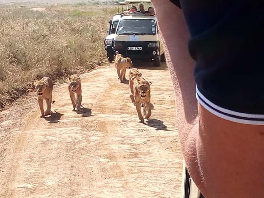 Dar el Salam: Full-Day Mikumi National Park Tour - Wildlife sightings and realistic expectations