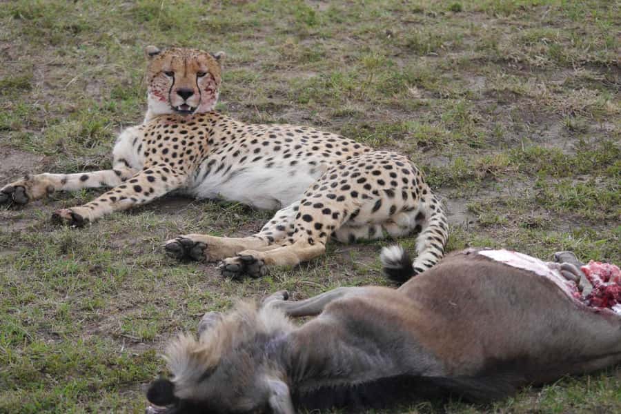 Dar el Salam: Full-Day Mikumi National Park Tour - Lunch and the second safari period