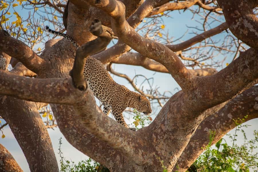 Dar el Salam: Full-Day Mikumi National Park Tour - What the $430 price really covers