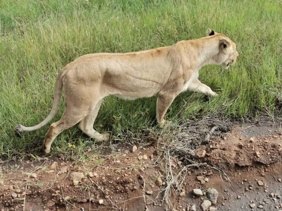 Dar el Salam: Full-Day Mikumi National Park Tour - Should you book the Mikumi day trip?