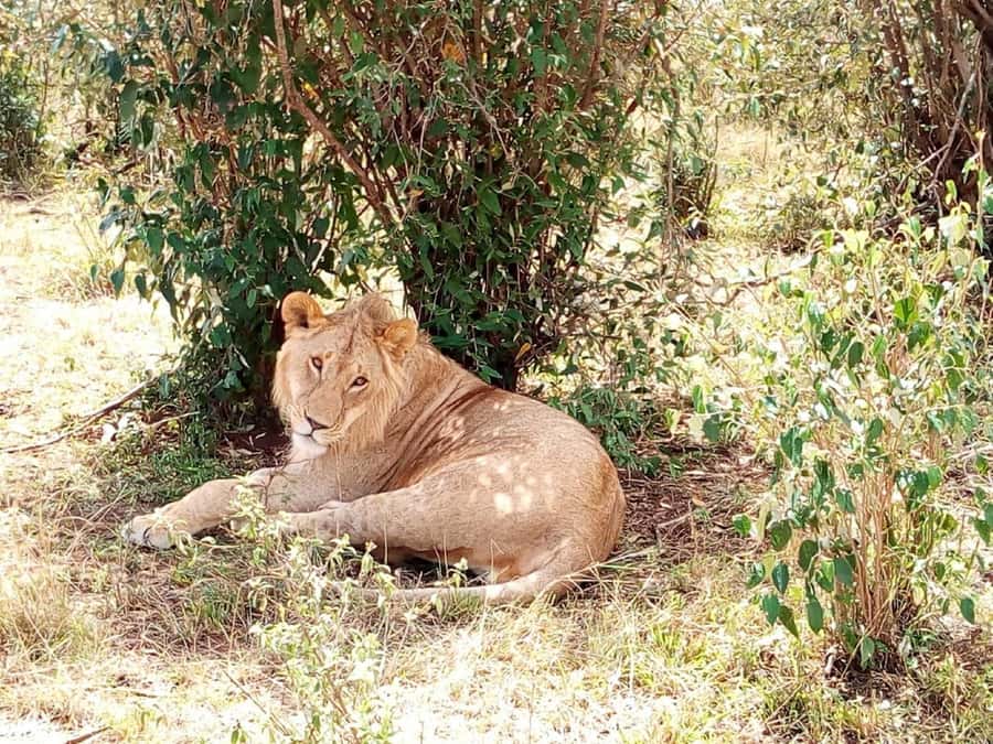 Dar el Salam: Full-Day Mikumi National Park Tour - The four-hour drive from Dar es Salaam