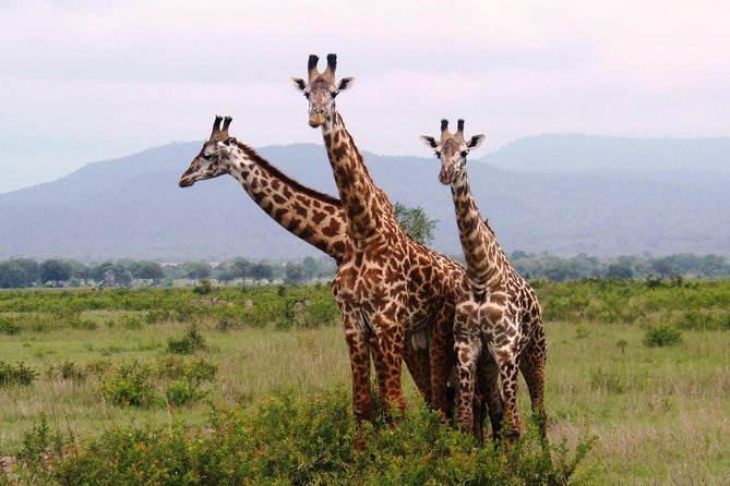 Dar Es Salaam: Day Trip Safari to Mikumi National Park by Train - The 6:00am train from Dar es Salaam