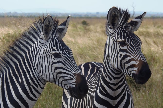 Dar Es Salaam: Day Trip Safari to Mikumi National Park by Train - First game drive: big animals and mountain views
