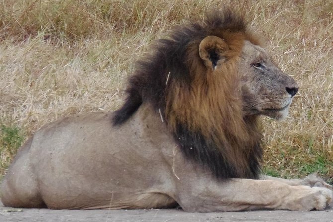 Dar Es Salaam: Day Trip Safari to Mikumi National Park by Train - Returning through Morogoro after 4:00pm