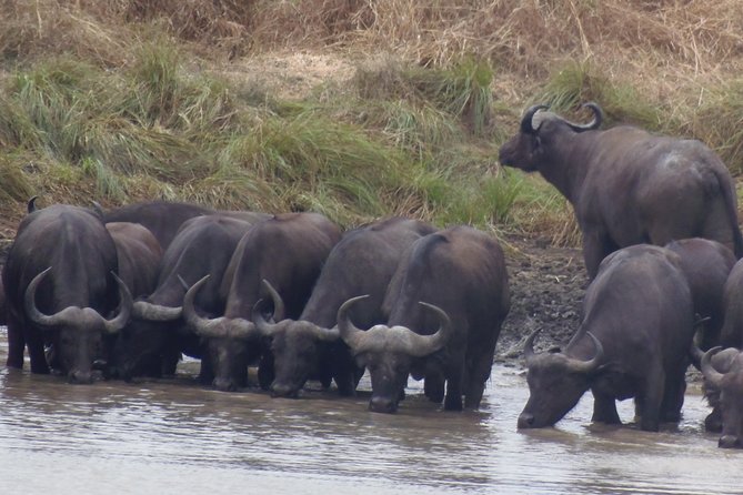 Dar Es Salaam: Day Trip Safari to Mikumi National Park by Train - Is $300 per person good value?
