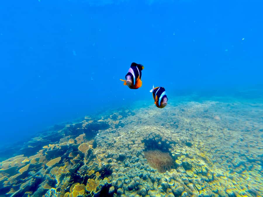 DAR ES SALAAM: MBUDYA ISLAND SNORKELING TOUR & BEACH VIBES - Lunch on the sand, with an extra charge