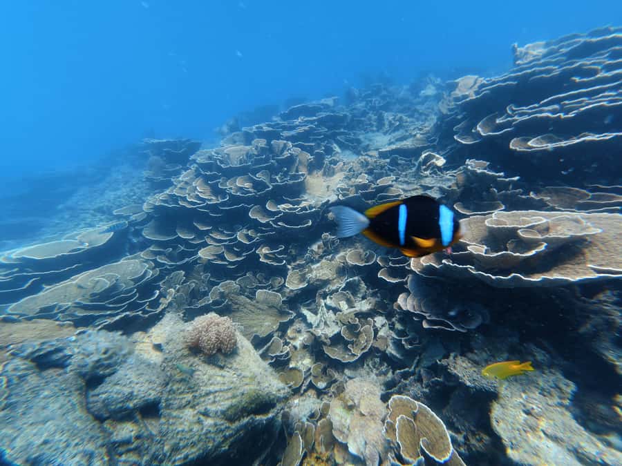 DAR ES SALAAM: MBUDYA ISLAND SNORKELING TOUR & BEACH VIBES - Who should choose this Mbudya outing?
