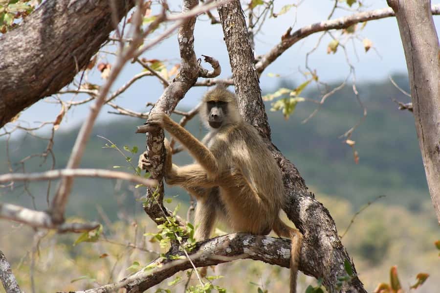 Dar es Salaam: Mikumi National Park Day Trip with Lunch - Key Things To Know Before You Go
