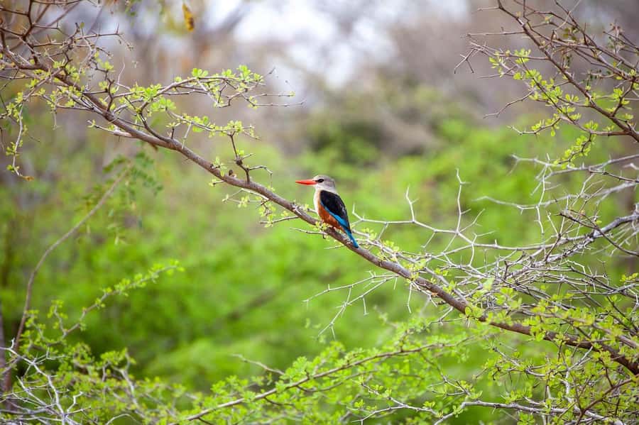 Dar es Salaam: Mikumi National Park Day Trip with Lunch - Wildlife: What You Might See