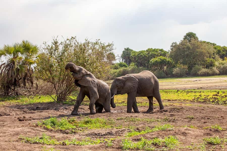 Dar es Salaam: Mikumi National Park Day Trip with Lunch - The Afternoon Game Drive and 4 p.m. Departure