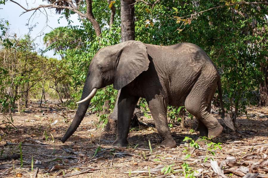 Dar es Salaam: Mikumi National Park Day Trip with Lunch - Comfort, Languages, and Practical Limits