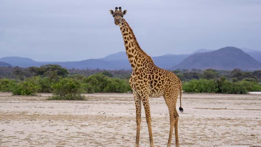 Dar es Salaam: Mikumi National Park Day Trip with Lunch - Who Should Book This Mikumi Day Trip?
