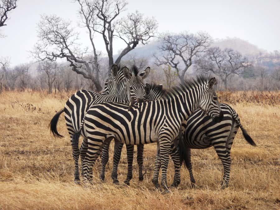 Dar es Salaam: Mikumi National Park Day Trip with Train Ride - Why this Dar es Salaam safari is different