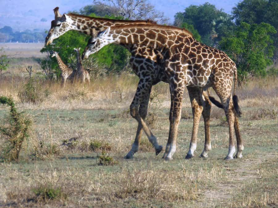 Dar es Salaam: Mikumi National Park Day Trip with Train Ride - What the 4.5-hour Mikumi game drive offers