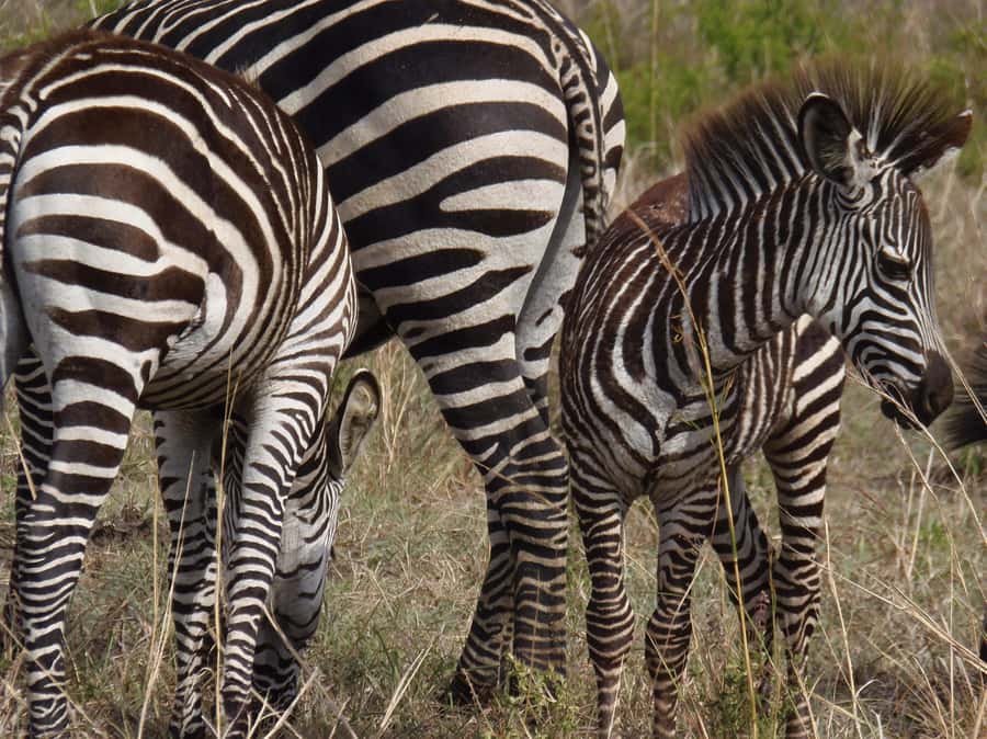 Dar es Salaam: Mikumi National Park Day Trip with Train Ride - Who should book this Mikumi day trip?