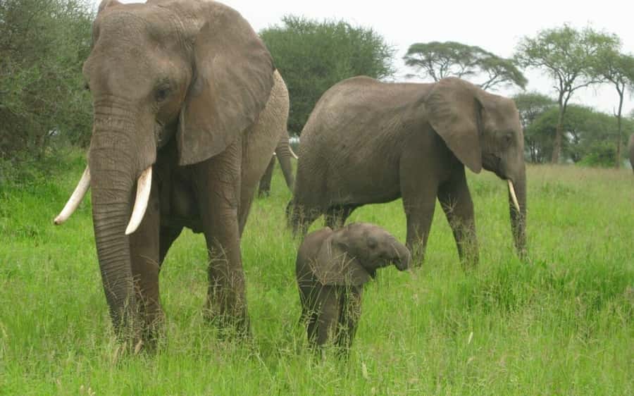 Dar Es Salaam: Overnight Safari at Mikumi National Park - Key points at a glance