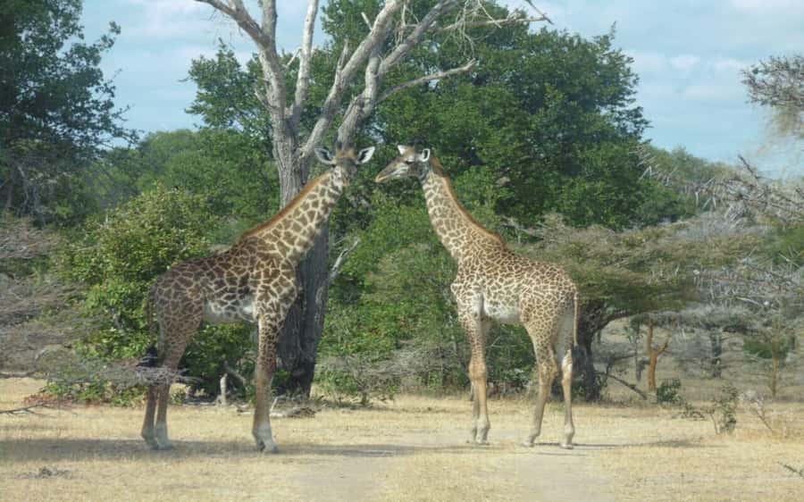 Dar Es Salaam: Overnight Safari at Mikumi National Park - Why Mikumi works well from Dar es Salaam