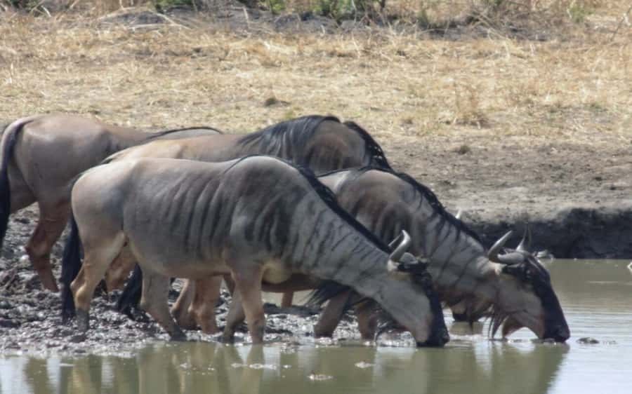 Dar Es Salaam: Overnight Safari at Mikumi National Park - Camp Bastian and the overnight break