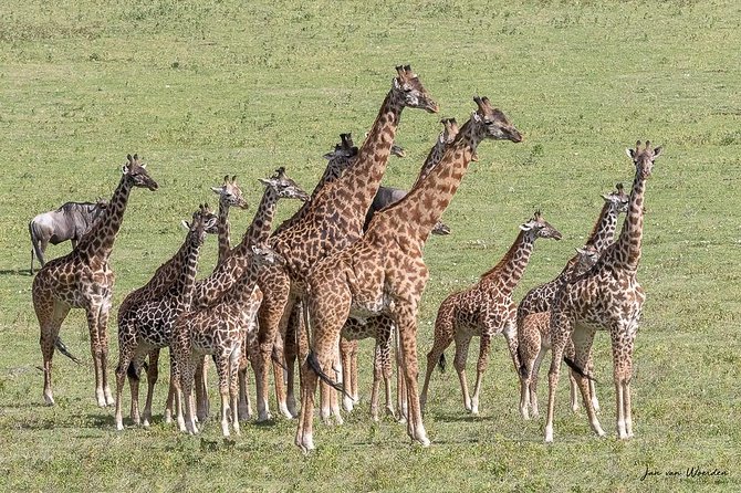 Day 1 Arusha – Lake Manyara National Park - What this Arusha to Lake Manyara trip is really offering