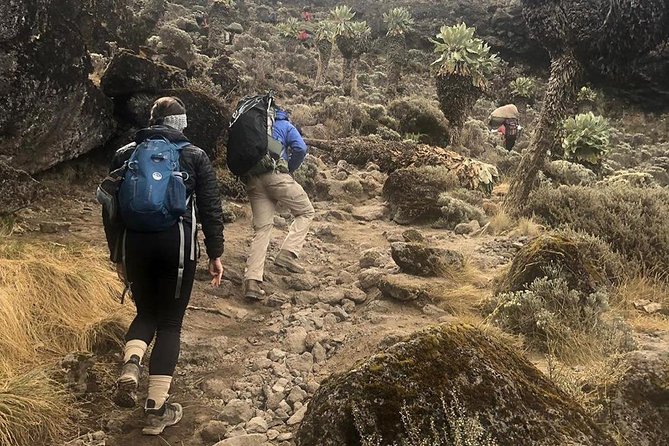 Day Hike to Mount Kilimanjaro (Mandara Hut) - Key points to know before booking