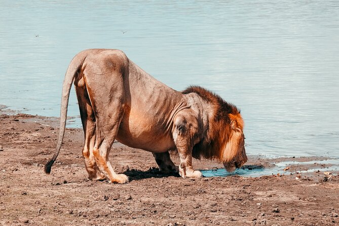Day Safari Tour Selous Game Reserve - The return drive and flight back to Zanzibar
