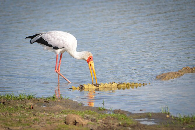 Day Safari Tour Selous Game Reserve - Is $600 per person fair value?