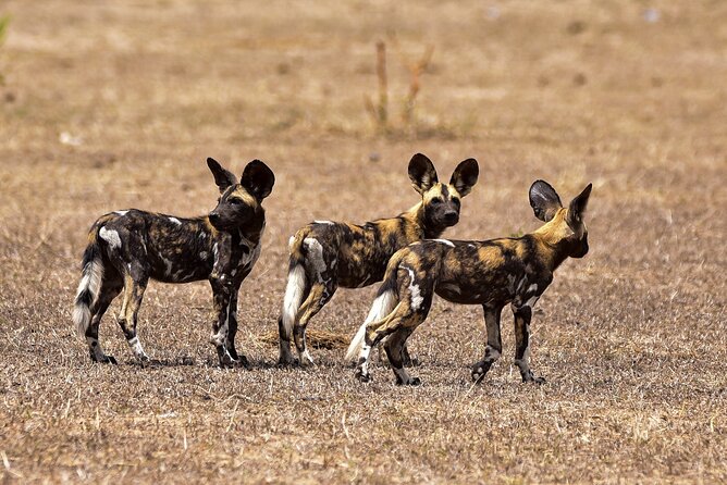 Day Safari Tour Selous Game Reserve - Practical advice for getting more from the day