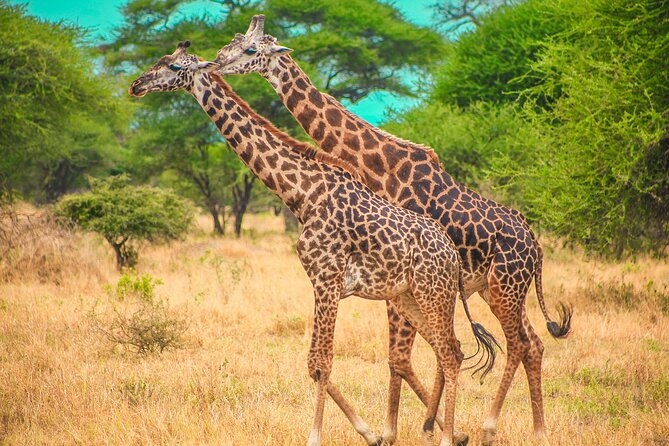 Day Safari Tour to Mikumi National Park - Entering Mikumi National Park