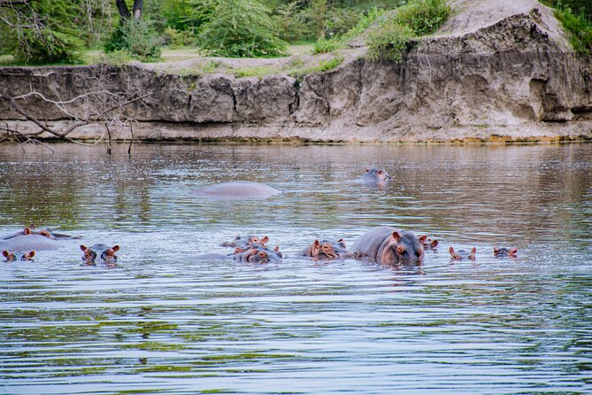 Day Safari Tour to Mikumi National Park - Group size and the feel of the day