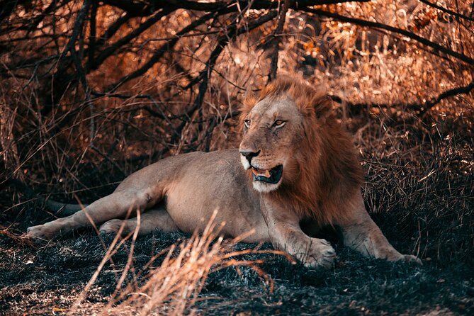 Day Safari Tour to Mikumi National Park - The early pickup and flight to Mikumi