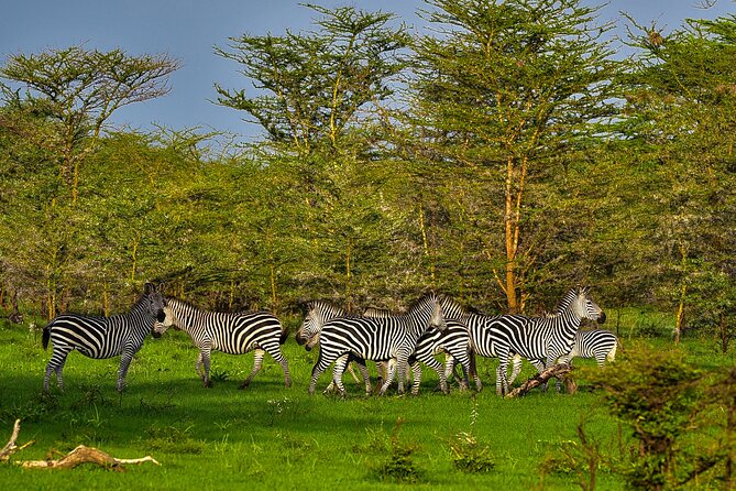 Day Safari tour to Selous Game Reserve from Zanzibar - A small group, but not always a private safari