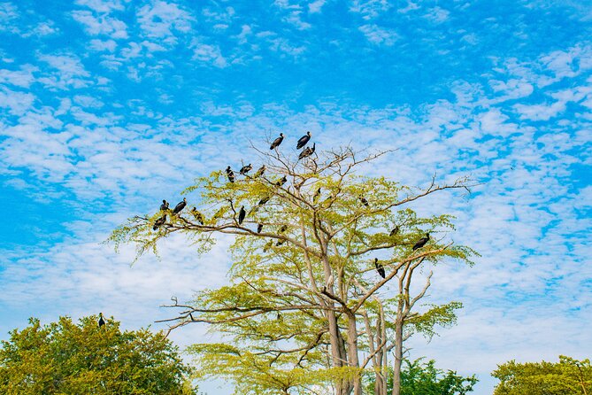 Day Safari tour to Selous Game Reserve from Zanzibar - The main risks: weather, delays, and a changed park