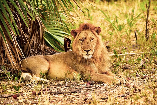 Day Safari tour to Selous Game Reserve from Zanzibar - The pre-dawn pickup and flight to mainland Tanzania