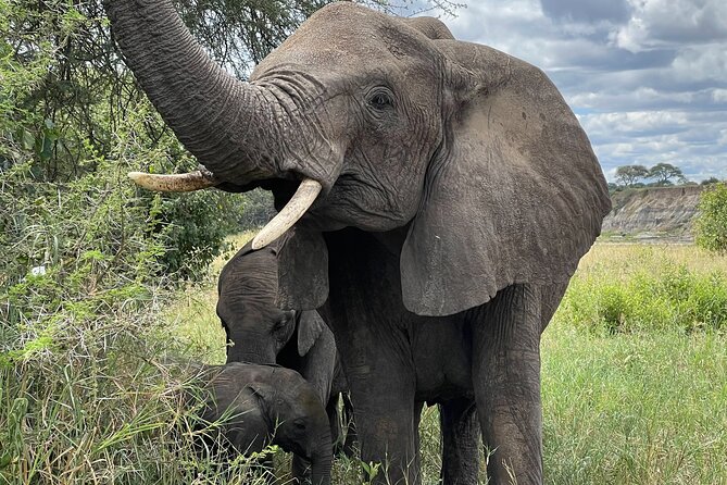Day Tour to Tarangire National Park from Arusha - Key points to know before booking
