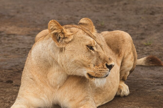 Day Tour to Tarangire National Park from Arusha - Why Tarangire makes a good first safari day