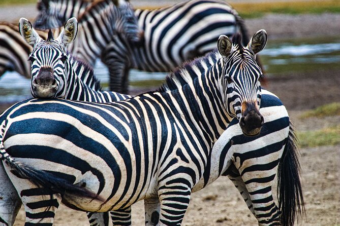 Day Tour to Tarangire National Park from Arusha - Lunch, comfort, and the practical value