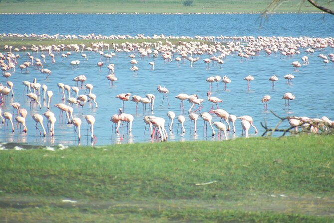 Day Tour to Tarangire National Park from Arusha - The guide can shape the whole day