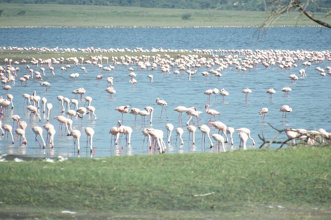 Day Tour to Tarangire National Park from Arusha - What the four reviews tell me