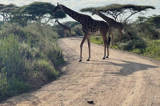 Day Tour to Tarangire National Park from Arusha - Who should choose this private day tour