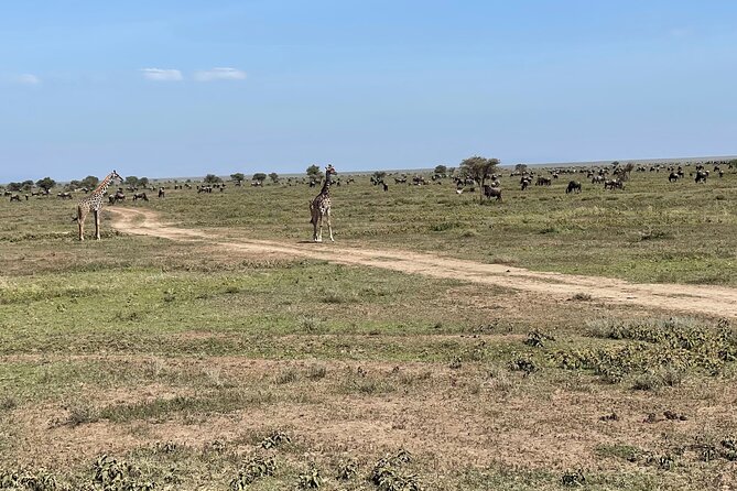 Day Tour to Tarangire National Park from Arusha - Booking, cancellation, and timing advice