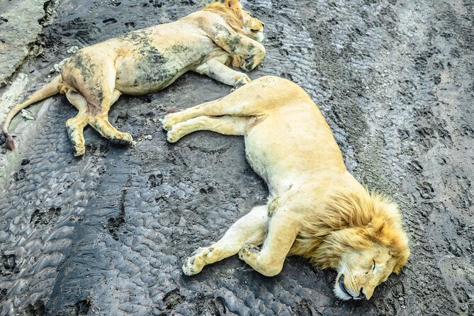 Day Tour to Tarangire National Park from Arusha - What your Tarangire game drive offers