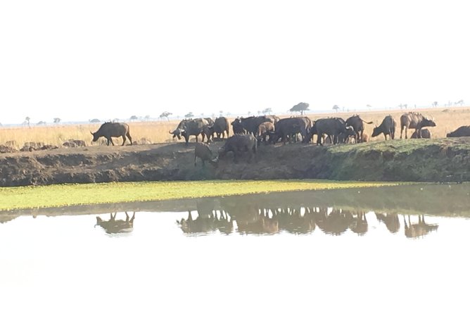 Day Trip From Zanzibar To Mikumi - Key points at a glance