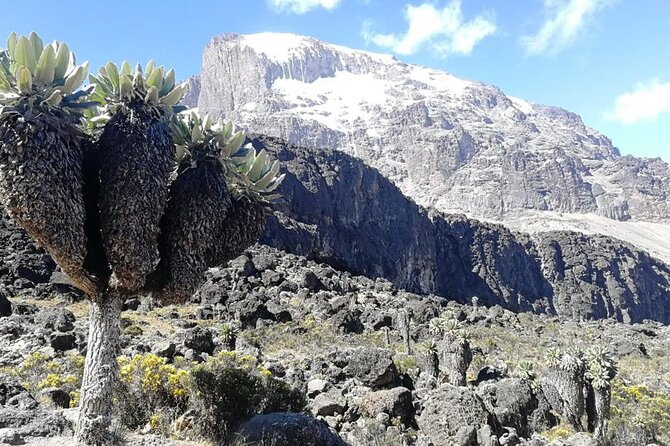 Day Trip to Kilimanjaro National Park - From Arusha to Marangu Gate at 1,860 meters