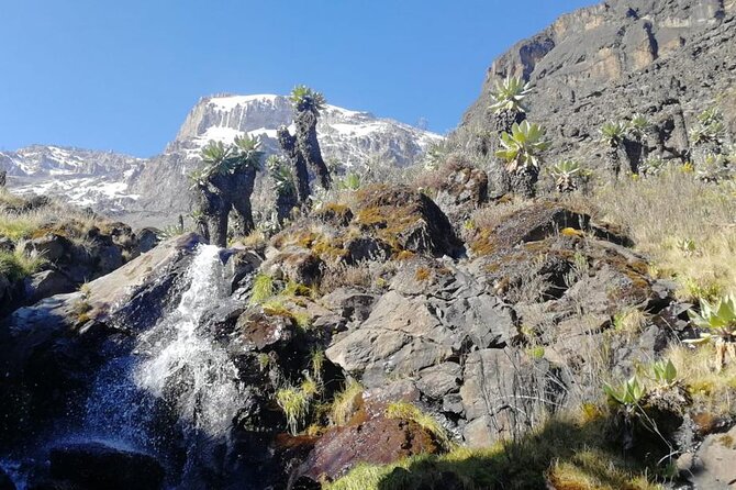 Day Trip to Kilimanjaro National Park - Meeting climbers near Mandara Hut