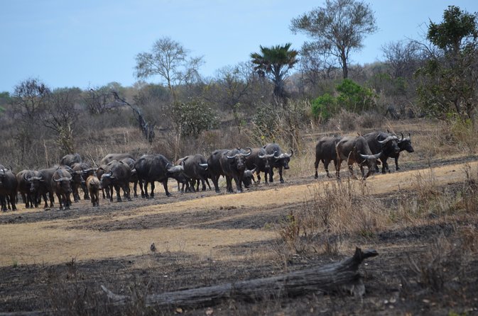 Day trip to Mikumi National Park from Dar es salaam - What $380 per person really buys