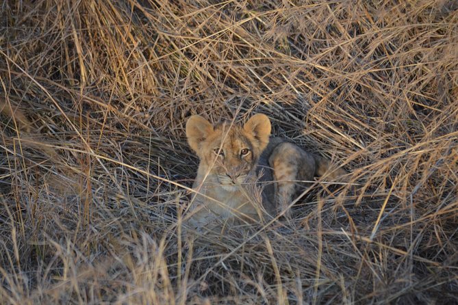Day trip to Mikumi National Park from Dar es salaam - Guide service and the human side of the trip