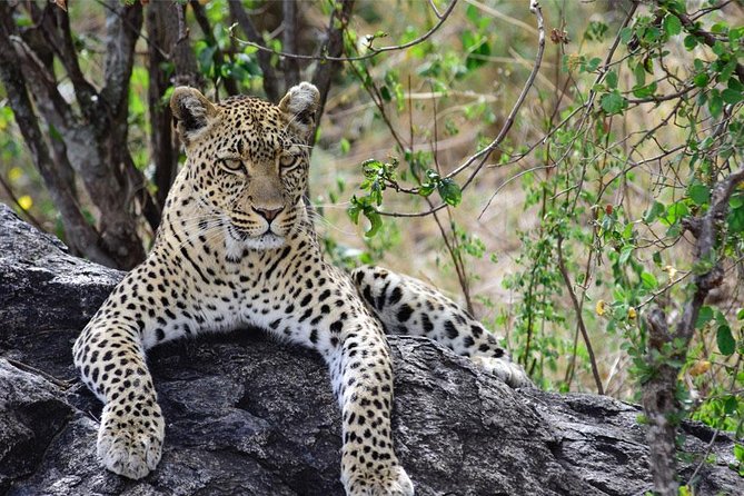 Day Trip to Ngorongoro Crater - Four hours of wildlife viewing and a picnic lunch