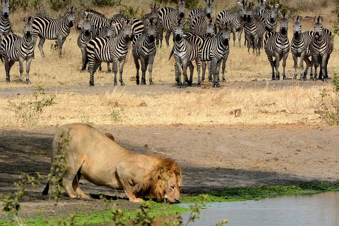 Day Trip to Ngorongoro Crater - What you might see around Ngorongoro Crater
